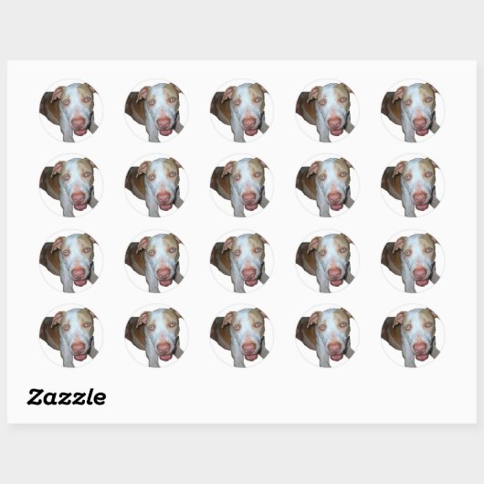 blauwogige pitbull sticker (Vel)
