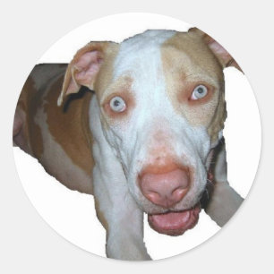 blauwogige pitbull sticker