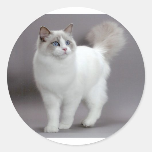 Blauwogige Ragdoll Cat Purfection Ronde Sticker (Voorkant)