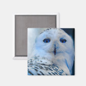 Blauwogige sneeuwuil magneet (Voorkant / Achterkant)