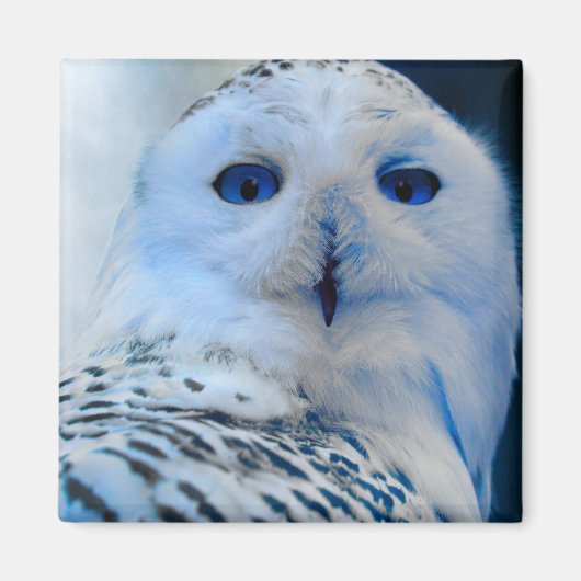 Blauwogige sneeuwuil magneet (Voorkant)