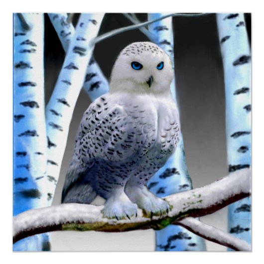 BLAUWOGIGE SNEEUWUIL PERFECT POSTER (Voorkant)