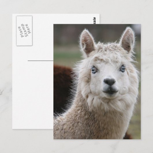 Blauwoogalpaca Briefkaart (Voorkant / Achterkant)