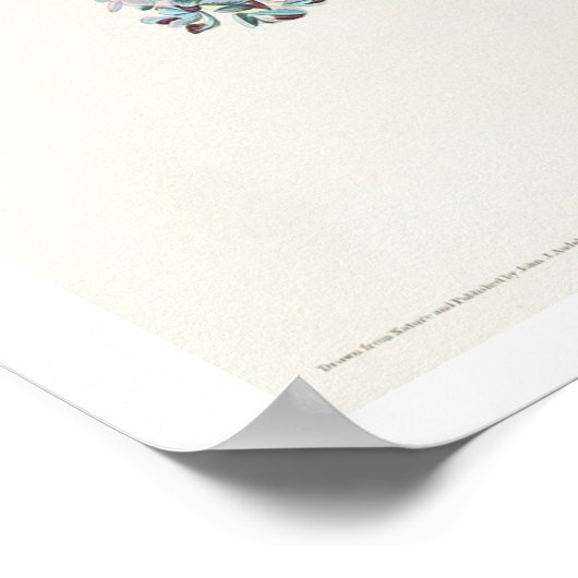 Blauwooggele Warbler door Poster van Audubon (Hoek)