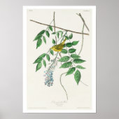Blauwooggele Warbler door Poster van Audubon (Voorkant)