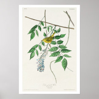 Blauwooggele Warbler door Poster van Audubon