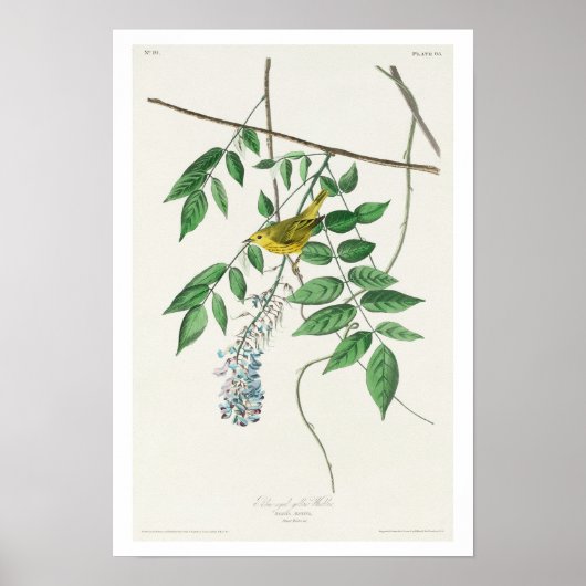 Blauwooggele Warbler door Poster van Audubon (Voorkant)