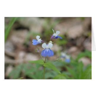 Blauwoogige Mary
