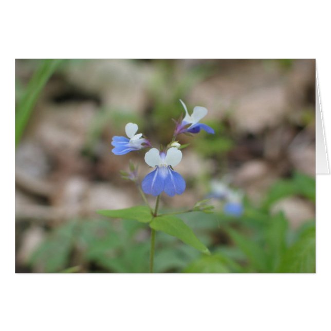 Blauwoogige Mary (Voorkant Horizontaal)