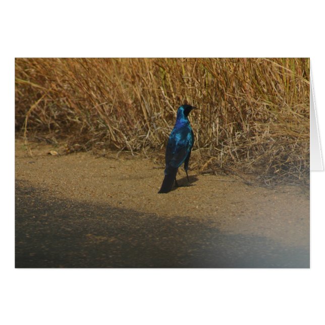 Blauwoorsterren (Voorkant Horizontaal)