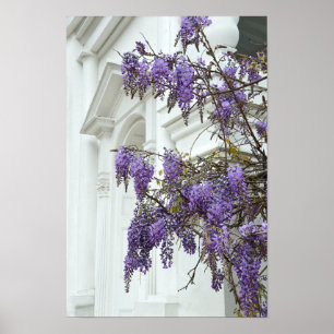 Blauwregen, Historisch Huis Charleston South Carol Poster