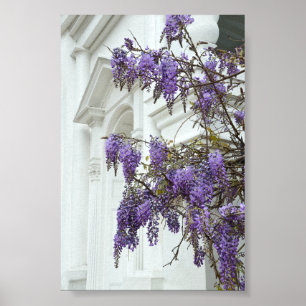 Blauwregen, Oude Kerk, Charleston, South Carolina Poster