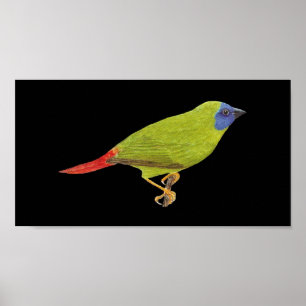 Blauwrode papegaaien - Erythrura trichroa Folio Poster