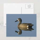 Blauwscharnierend Blauwgroen, Anas discors, mannel Briefkaart (Voorkant / Achterkant)