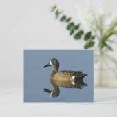 Blauwscharnierend Blauwgroen, Anas discors, mannel Briefkaart (Staand voorkant)