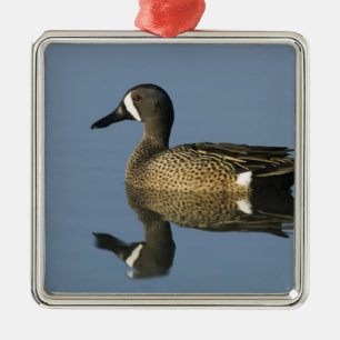 Blauwscharnierend Blauwgroen, Anas discors, mannel Metalen Ornament