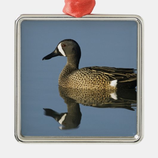 Blauwscharnierend Blauwgroen, Anas discors, mannel Metalen Ornament (Voorkant)