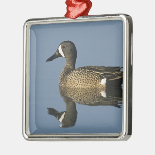 Blauwscharnierend Blauwgroen, Anas discors, mannel Metalen Ornament (Links)