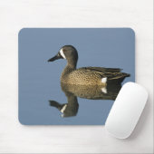 Blauwscharnierend Blauwgroen, Anas discors, mannel Muismat (Met muis)