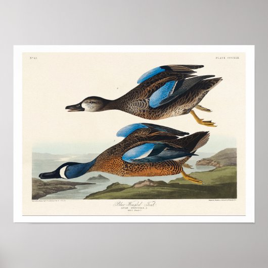 Blauwscharnierend Blauwgroen door het Poster van A (Voorkant)
