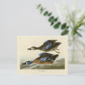 Blauwscharnig Blauwgroen van de Amerikaanse vogels Briefkaart (Staand voorkant)