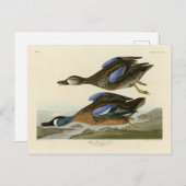 Blauwscharnig Blauwgroen van de Amerikaanse vogels Briefkaart (Voorkant / Achterkant)