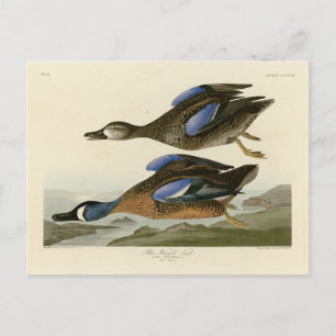 Blauwscharnig Blauwgroen van de Amerikaanse vogels Briefkaart