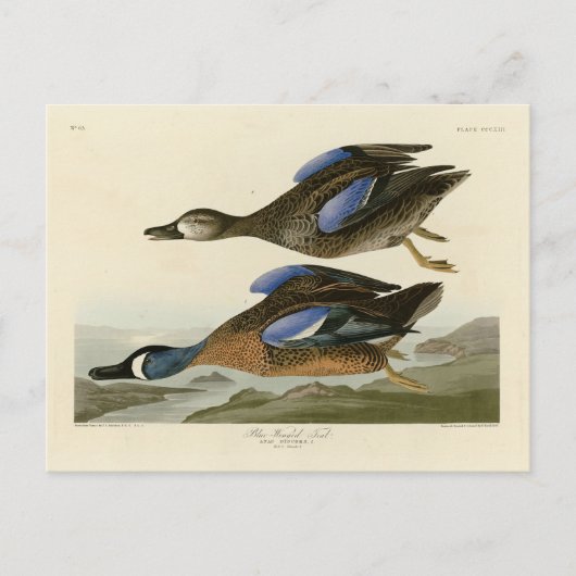 Blauwscharnig Blauwgroen van de Amerikaanse vogels Briefkaart (Voorkant)