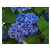 Blauwschildpadden - de blauwe hydrangea foto afdruk (Voorkant)