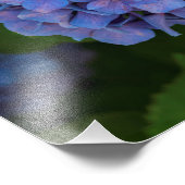 Blauwschildpadden - de blauwe hydrangea foto afdruk (Hoek)