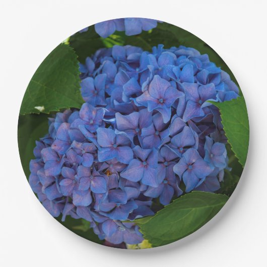 Blauwschildpadden - de blauwe hydrangea papieren bordje (Voorkant)