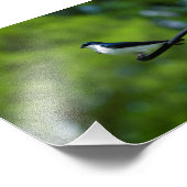 Blauwval Foto Afdruk (Hoek)