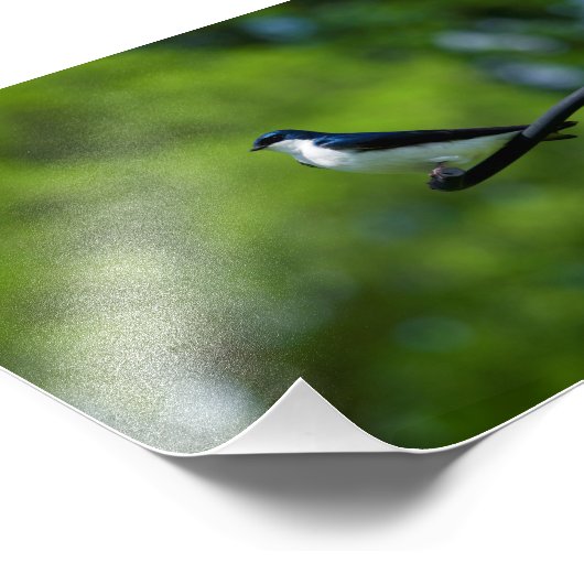 Blauwval Foto Afdruk (Hoek)