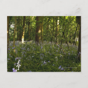 Blauwvallen in een bos briefkaart