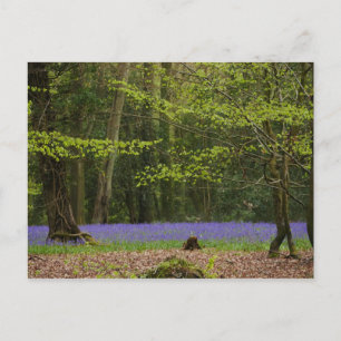 Blauwvallen in het Briefkaart van de Baai van Beec
