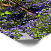 Blauwvallen in het Poster bossen (Hoek)