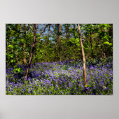 Blauwvallen in het Poster bossen (Voorkant)