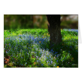 Blauwvallen in zonlicht