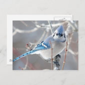 Blauwvintonijn 1 briefkaart (Voorkant / Achterkant)