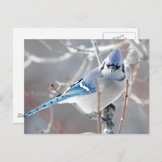 Blauwvintonijn 1 briefkaart (Voorkant / Achterkant)