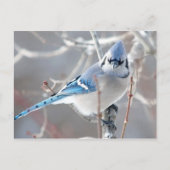 Blauwvintonijn 1 briefkaart (Voorkant)