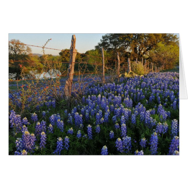 Blauwvintonijn en gestreepte draad (Voorkant Horizontaal)
