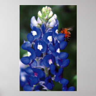 blauwvintonijn met bijen poster