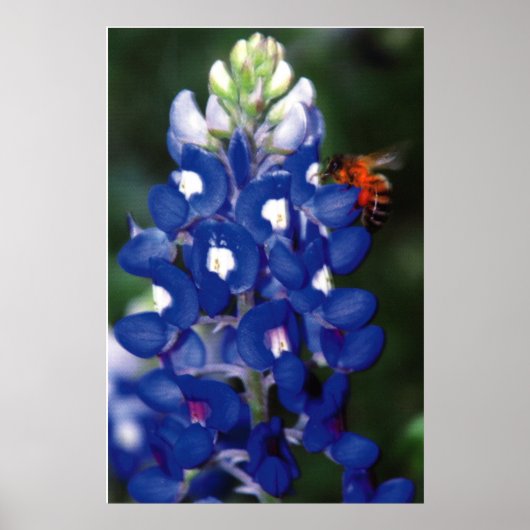 blauwvintonijn met bijen poster (Voorkant)