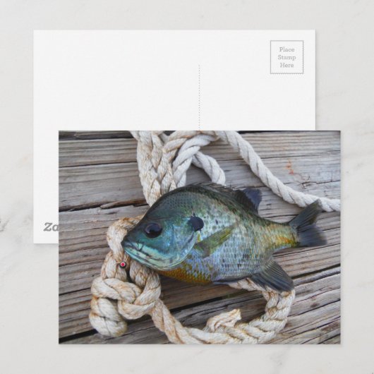 Blauwvintonijn op de haven en aan de touw briefkaart (Voorkant / Achterkant)