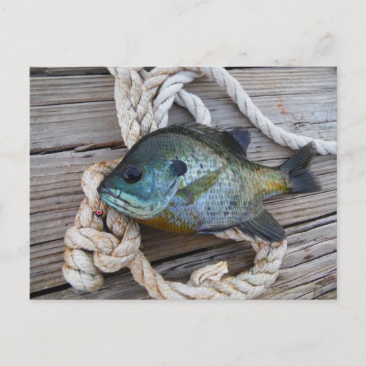 Blauwvintonijn op de haven en aan de touw briefkaart (Voorkant)