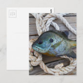 Blauwvintonijn op de haven en aan de touw briefkaart (Voorkant / Achterkant)