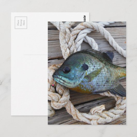 Blauwvintonijn op de haven en aan de touw briefkaart (Voorkant / Achterkant)