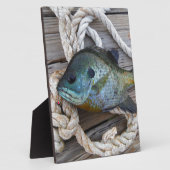 Blauwvintonijn op de haven en aan de touw fotoplaat (Zijkant)