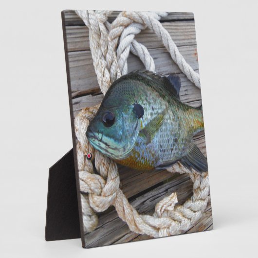 Blauwvintonijn op de haven en aan de touw fotoplaat (Zijkant)